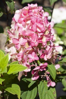 HYDRANGEA paniculata 'Pink Light' - image 1