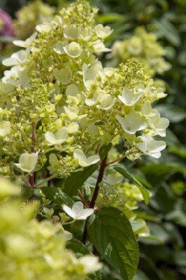 HYDRANGEA paniculata 'Pink Light' - image 2