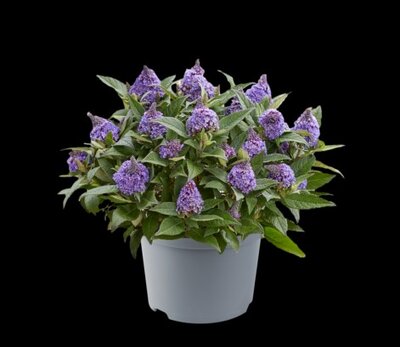BUDDLEJA 'Little Rockstars Blue'