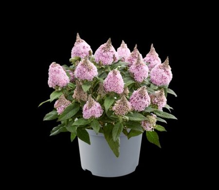 BUDDLEJA 'Little Rockstars Pink'