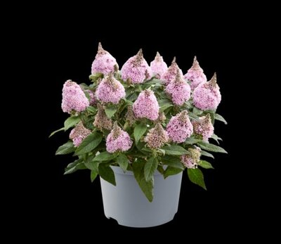 BUDDLEJA 'Little Rockstars Pink'