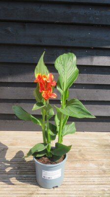 CANNA 'Cannova Red Golden Flame'