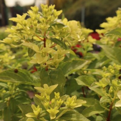 HYDRANGEA paniculata 'Quick Fire Fab'