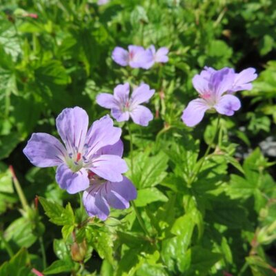 GERANIUM nodosum - image 1