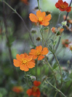 GEUM 'Borisii'