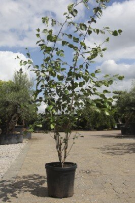 BETULA utilis jacquemontii 'Doorenbos'