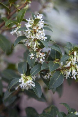 OSMANTHUS x burkwoodii - image 1