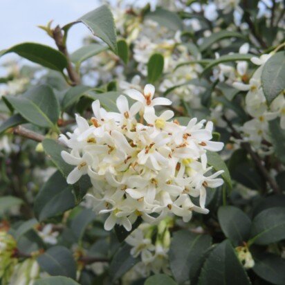 OSMANTHUS x burkwoodii - image 2