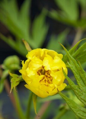 PAEONIA delavayi lutea
