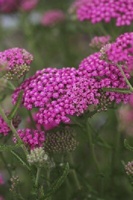 ACHILLEA millefolium 'Pink Grapefruit' - image 1