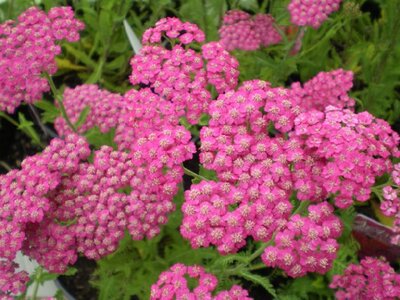 ACHILLEA millefolium 'Pink Grapefruit' - image 2