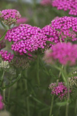 ACHILLEA millefolium 'Pink Grapefruit' - image 3