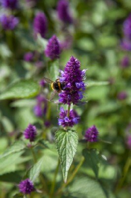 AGASTACHE rugosa 'Beelicious Pink' - image 1