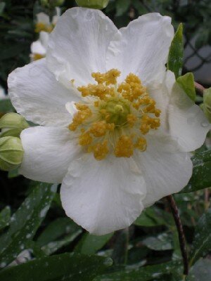 CARPENTERIA californica