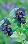 CERINTHE major purpurescens