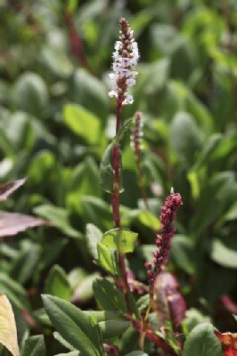 BISTORTA affinis 'Donald Lownes'
