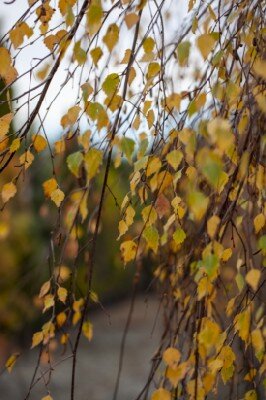 BETULA pendula 'Youngii'