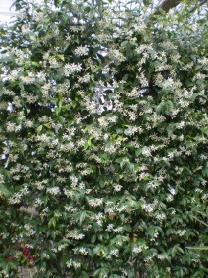 TRACHELOSPERMUM jasminoides