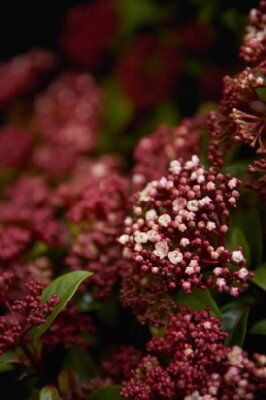 VIBURNUM tinus 'Eve Price'