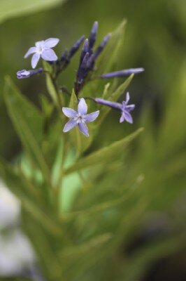 AMSONIA 'Starstruck'