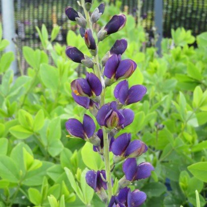 BAPTISIA 'Sparkling Sapphires' - image 1