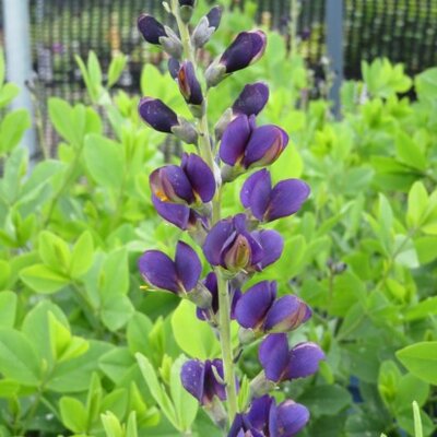 BAPTISIA 'Sparkling Sapphires' - image 1