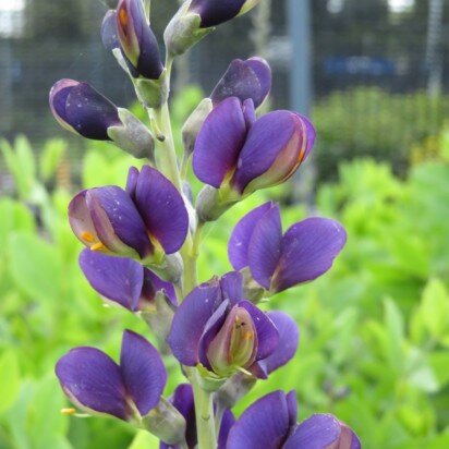 BAPTISIA 'Sparkling Sapphires' - image 2
