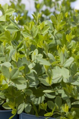 BAPTISIA 'Sparkling Sapphires' - image 3