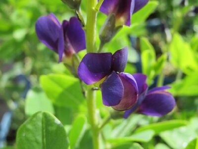 BAPTISIA 'Sparkling Sapphires' - image 4