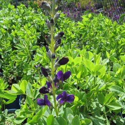 BAPTISIA 'Sparkling Sapphires' - image 5