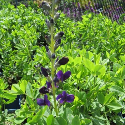 BAPTISIA 'Sparkling Sapphires' - image 5
