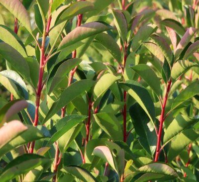 PHOTINIA x fraseri 'Red Light'