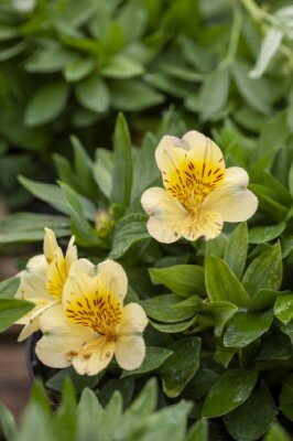 ALSTROEMERIA 'Inticancha Hula'