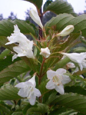WEIGELA 'Candida'