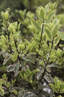 PITTOSPORUM tenuifolium 'Elizabeth'