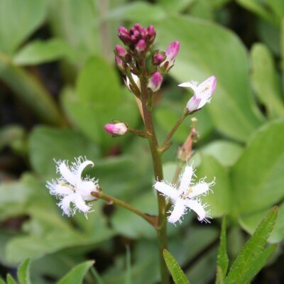 MENYANTHES trifoliata