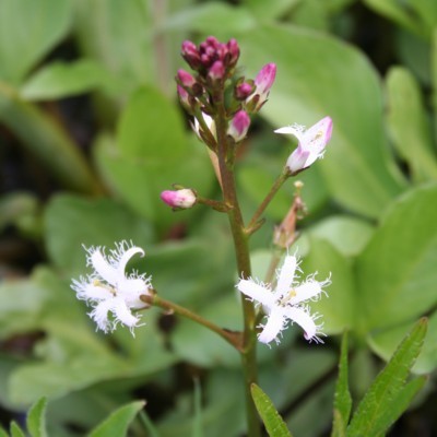MENYANTHES trifoliata