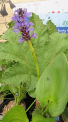 PONTEDERIA cordata - image 1