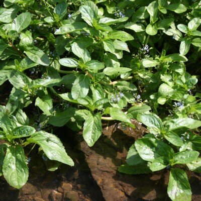 VERONICA beccabunga