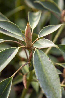 TROCHODENDRON aralloides - image 1