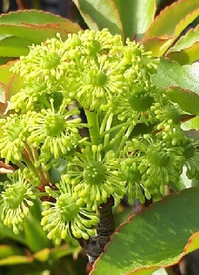 TROCHODENDRON aralloides - image 2