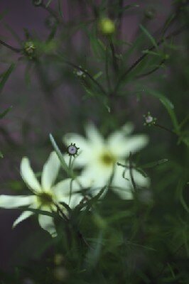COREOPSIS verticillata 'Grandiflora'