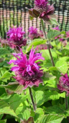 MONARDA 'Bee Free'