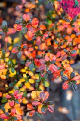 AZALEA 'Kermesina'