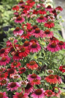 ECHINACEA purpurea 'Sombrero Salsa Red'