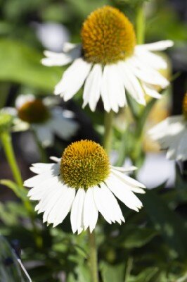 ECHINACEA purpurea 'Papallo Classic Gold'