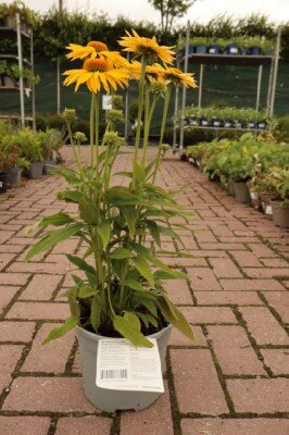 ECHINACEA purpurea 'Papallo Classic Gold'