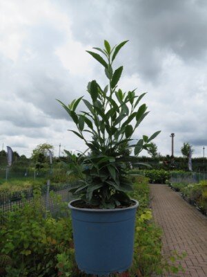PRUNUS laurocerasus 'Sofia' - image 2