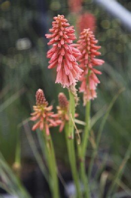 KNIPHOFIA 'Orange Vanilla Popsicle'