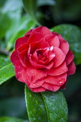 CAMELLIA 'Black Lace' - image 1